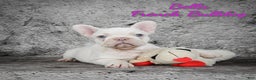 French Bulldog dogs for sale: Bella - Ad 1