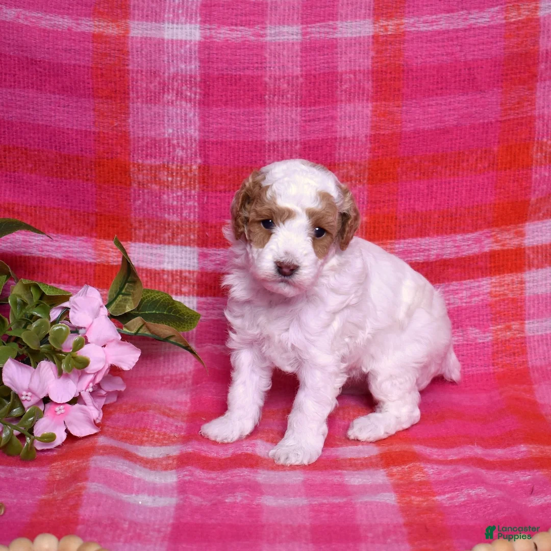 Miniature Poodle dogs for sale: Chip - Ad 6