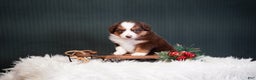 Miniature Australian Shepherd dogs for sale: Daisy - Ad 12