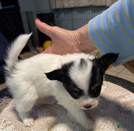 Papillon dogs Cory - Ad 1