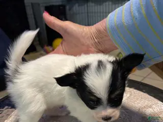 Papillon dogs Cory - Ad 1