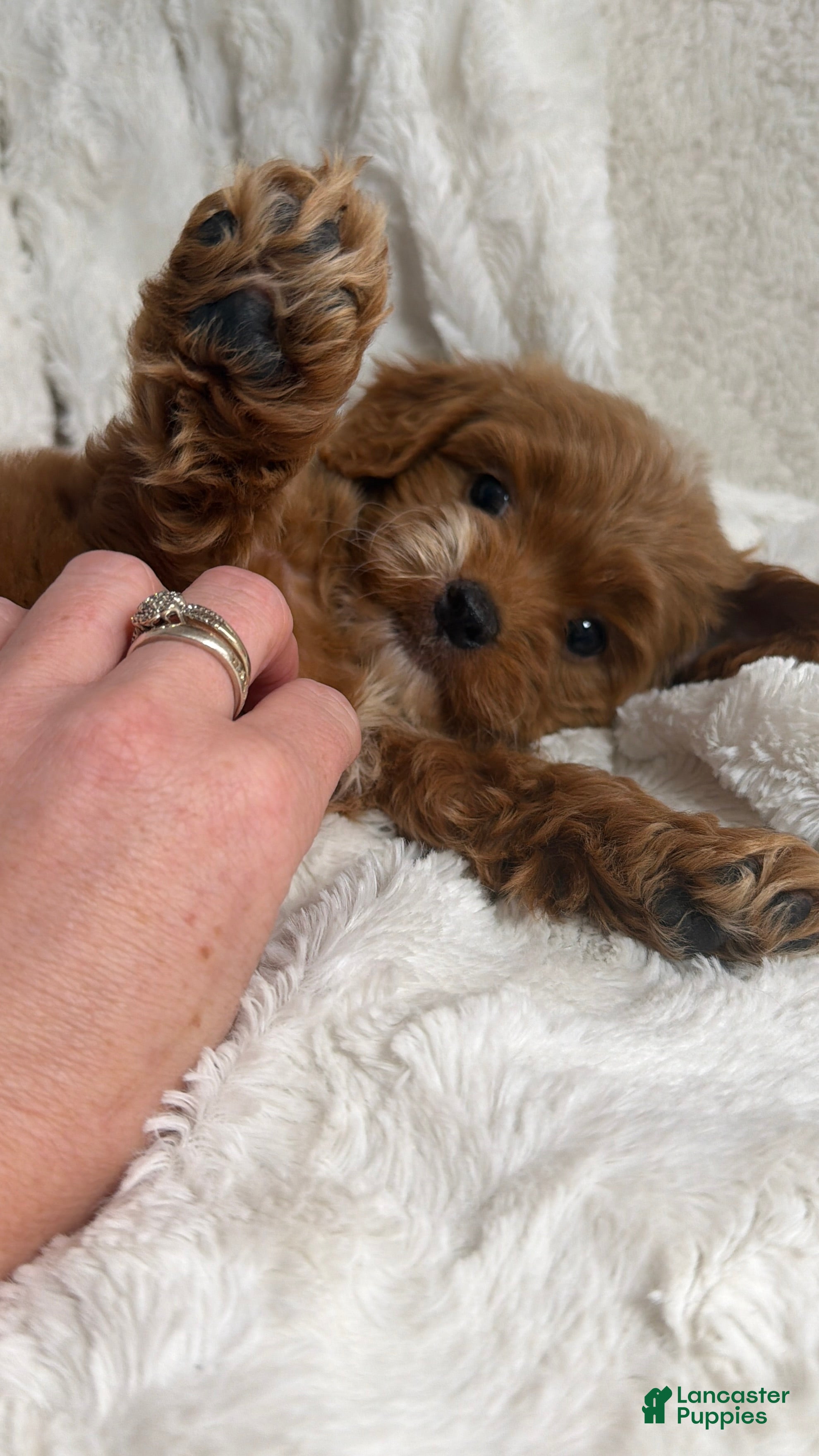 Cavapoo dogs Apollo - Ad 20