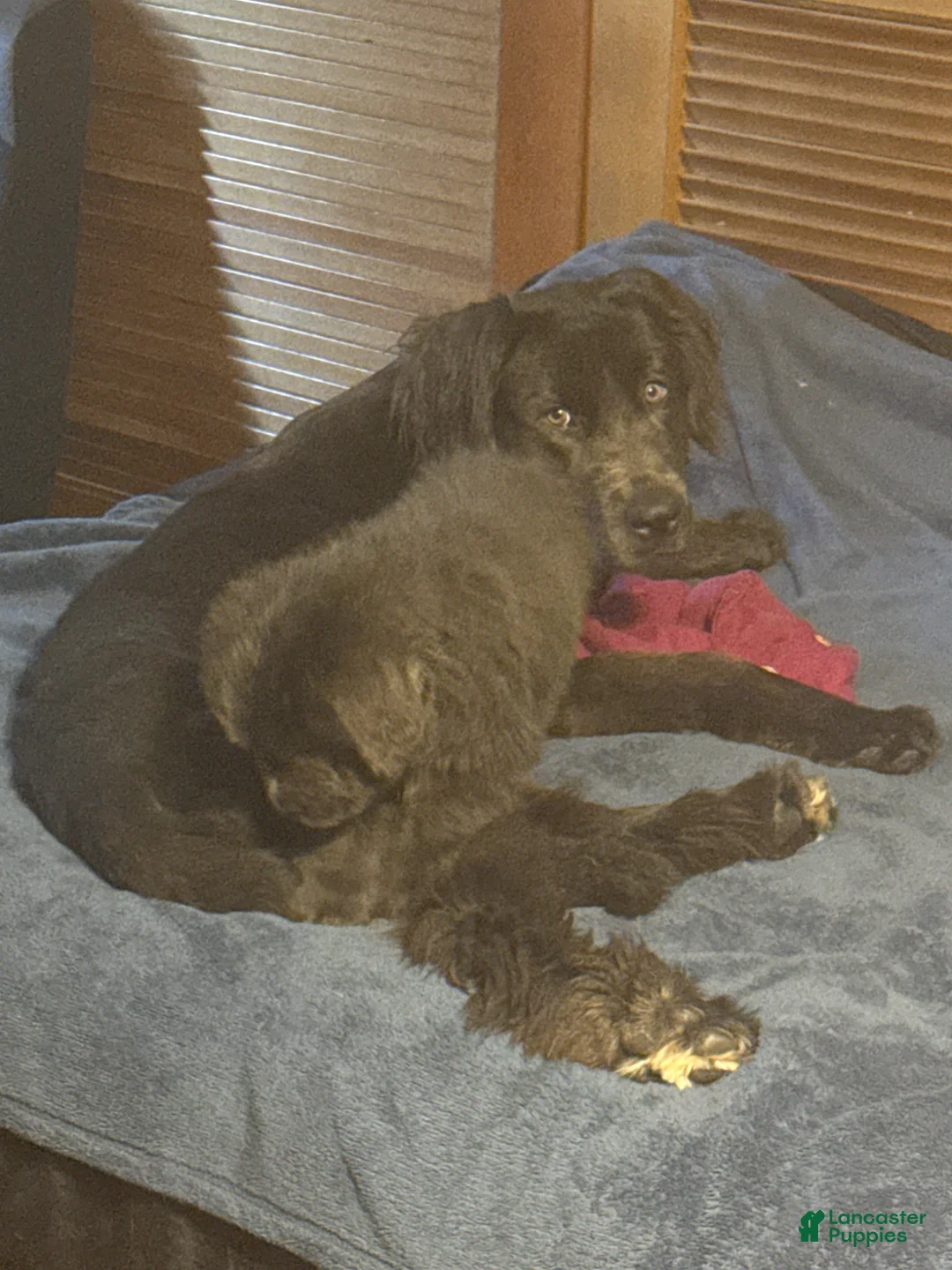 Newfoundland dogs for sale: Puppy 1 - Ad 1