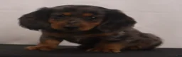 Dachshund dogs for sale: Fluffy - Ad 7