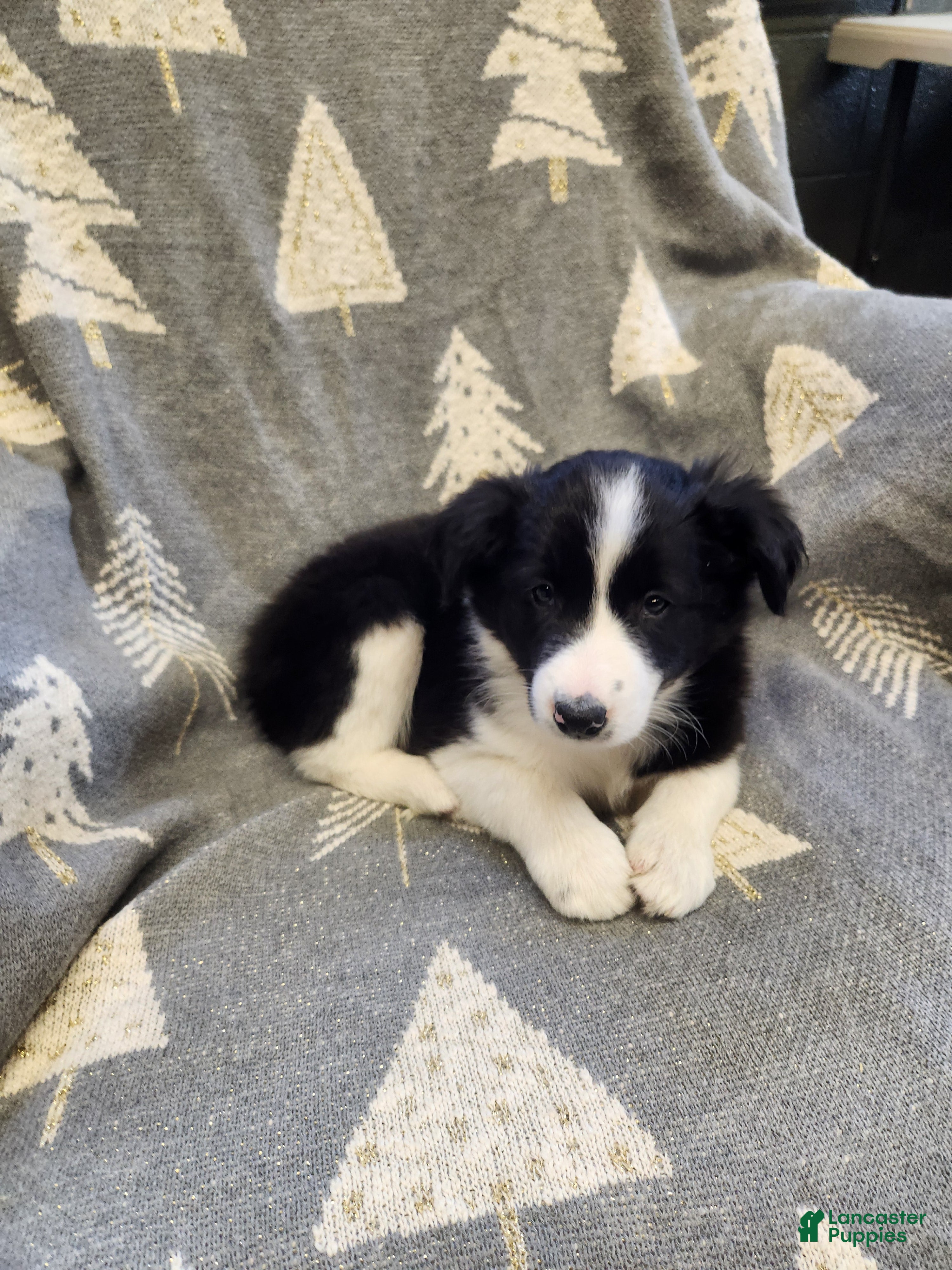 Border Collie dogs Border Collie - Dottie - Ad 8