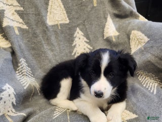 Border Collie dogs Border Collie - Dottie - Ad 30