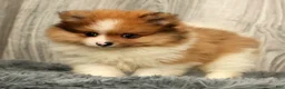 Pomeranian dogs for sale: Houston - Ad 4