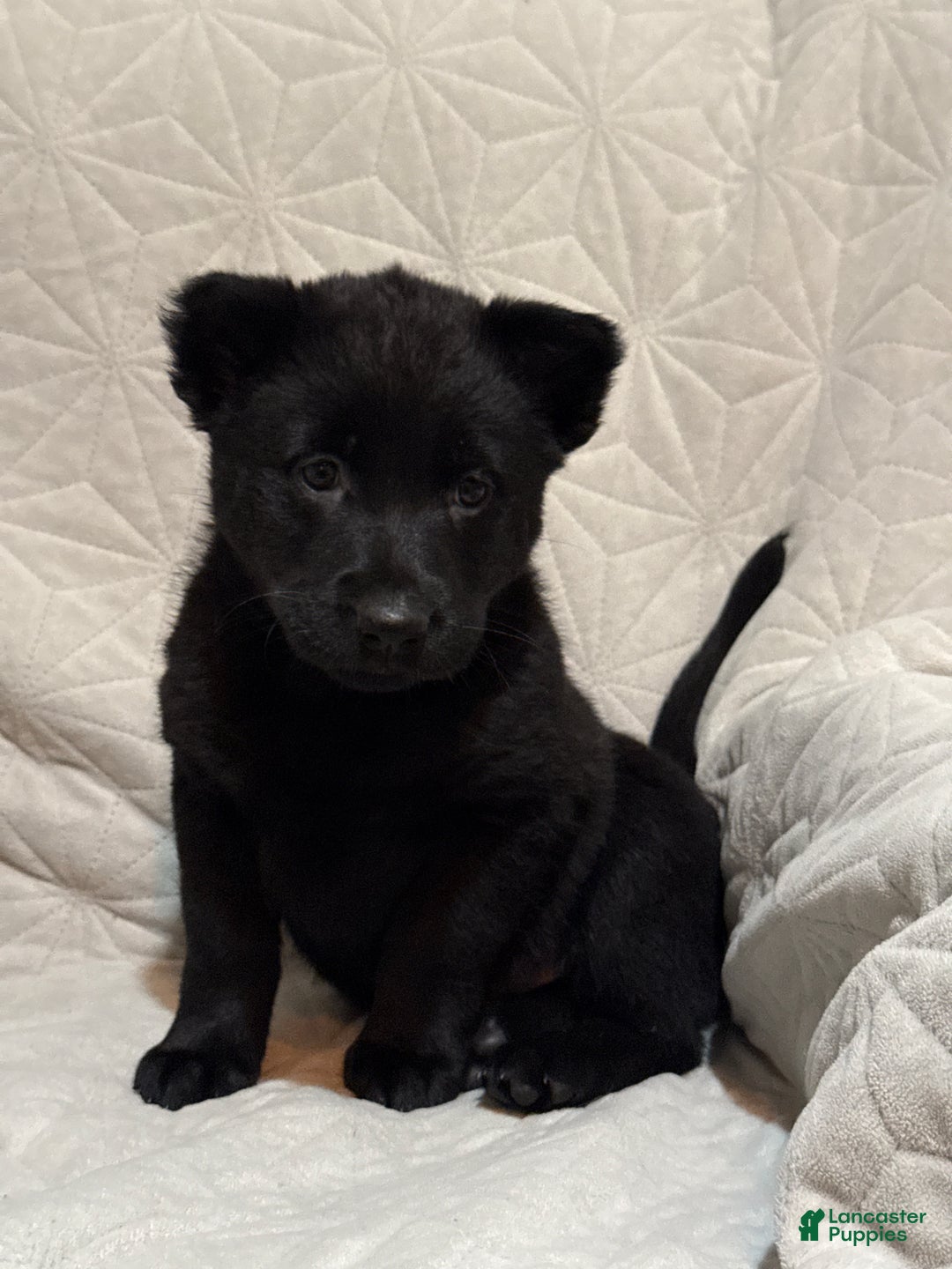 Mixed Breed dogs for sale: Mixed Breed Puppy 4 - Ad 1