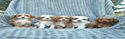 Cavapoo dogs for sale: Nacho  - Ad 3