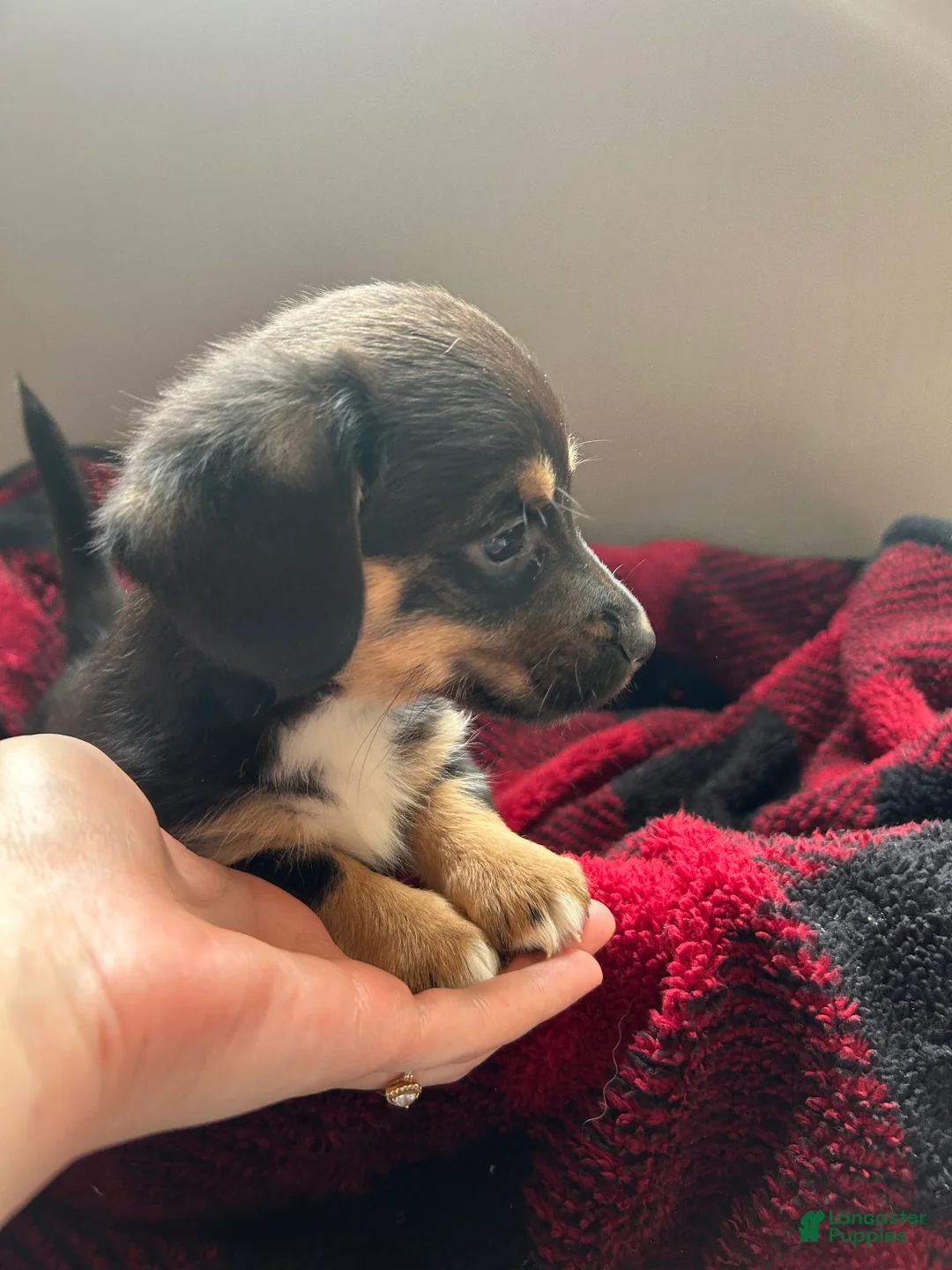 Mixed Breed dogs for sale: Millie - Ad 4