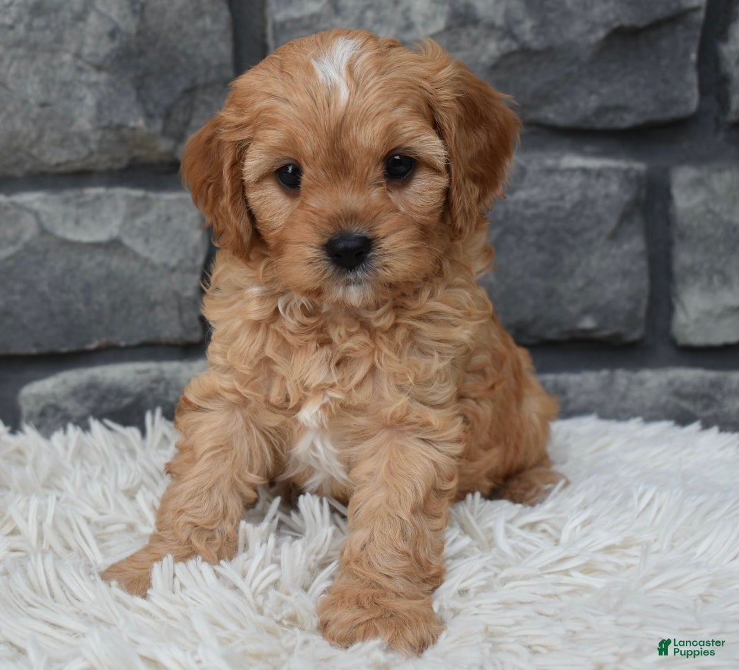Cavapoo dogs Riley  - Ad 1