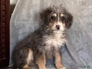 Bernedoodle dogs Juno updated pics - Ad 26