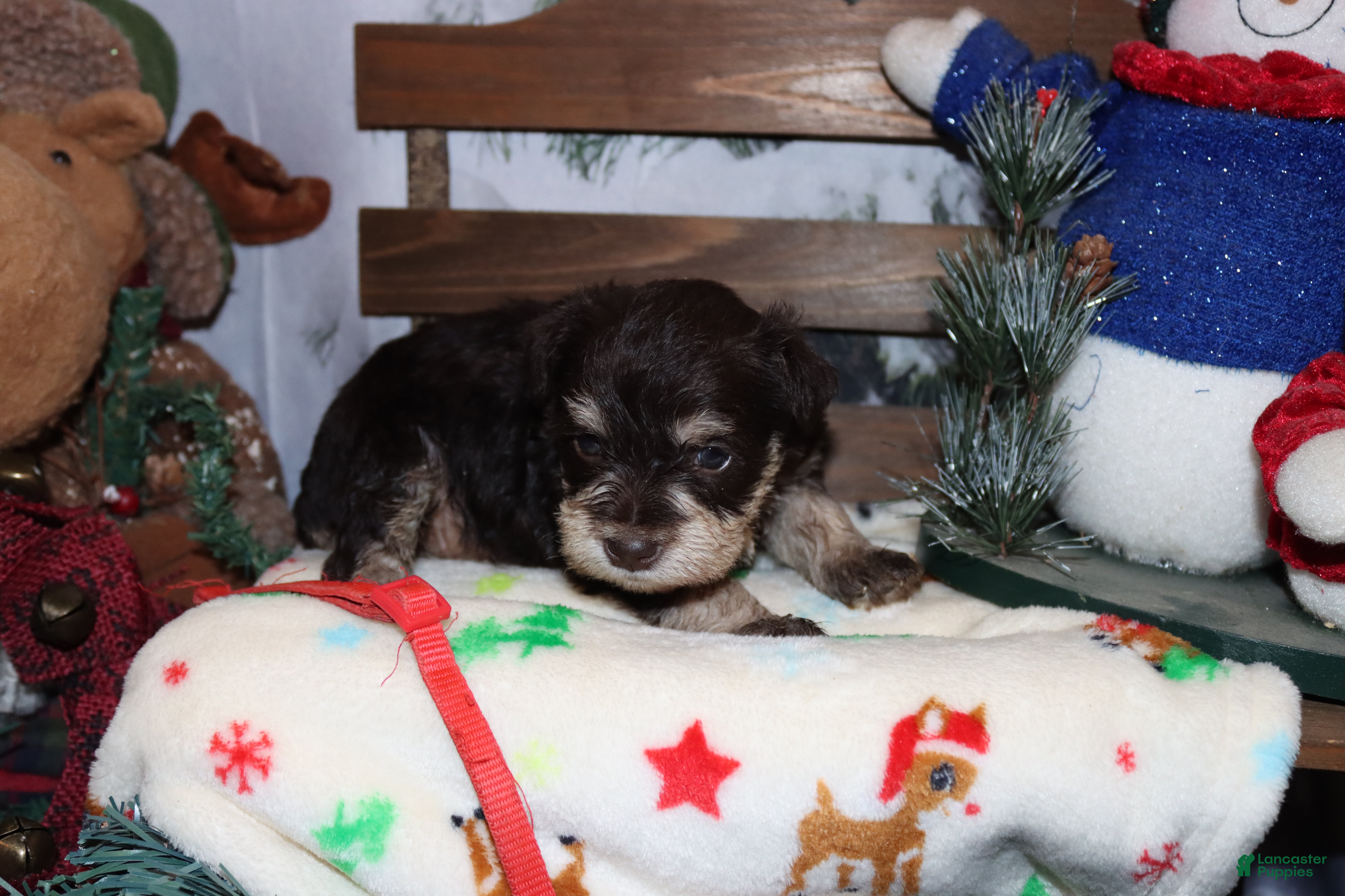 Miniature Schnauzer dogs sadie - Ad 30