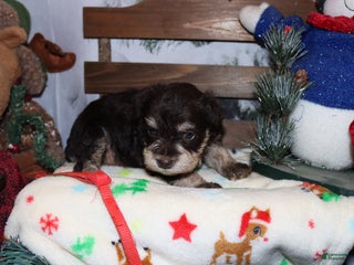 Miniature Schnauzer dogs sadie - Ad 30