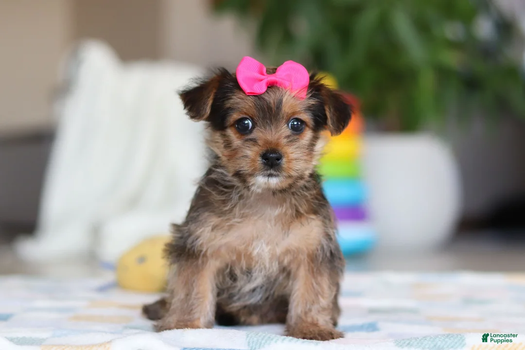 Morkie dogs for sale: Binette - Ad 1