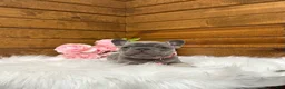 French Bulldog dogs for sale: Violet - Ad 1