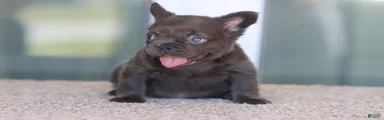 French Bulldog Girl 1