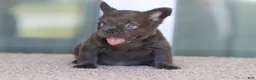 French Bulldog dogs for sale: French Bulldog Girl 1 - Ad 1