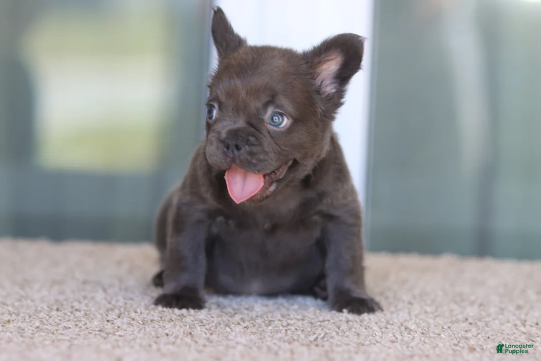 French Bulldog dogs for sale: French Bulldog Girl 1 - Ad 1