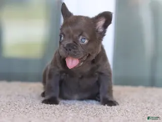 French Bulldog dogs for sale: French Bulldog Girl 1 - Ad 1