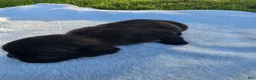 Pug dogs for sale: Chunky dark brindle male pug puppy - Ad 1