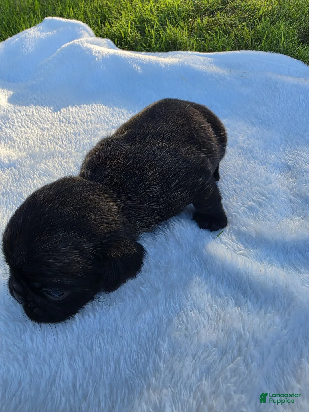 Pug dogs for sale: Chunky dark brindle male pug puppy - Ad 1