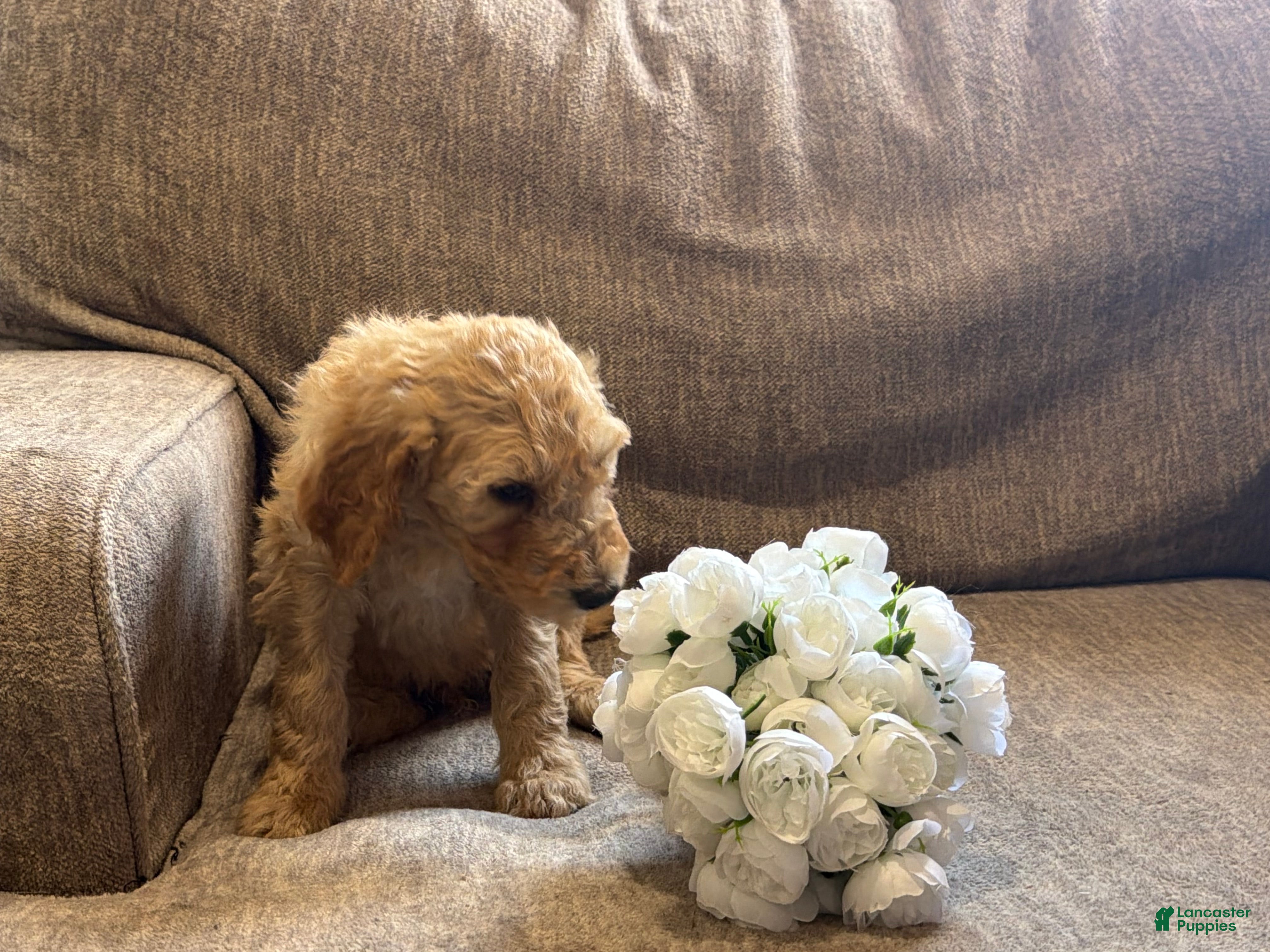 Goldendoodle dogs Blondie - Ad 2