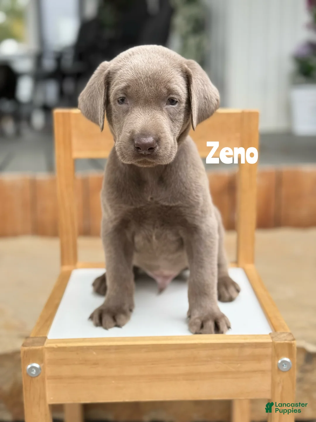 Labrador Retriever dogs for sale: Zeno - Silver Male - Ad 1