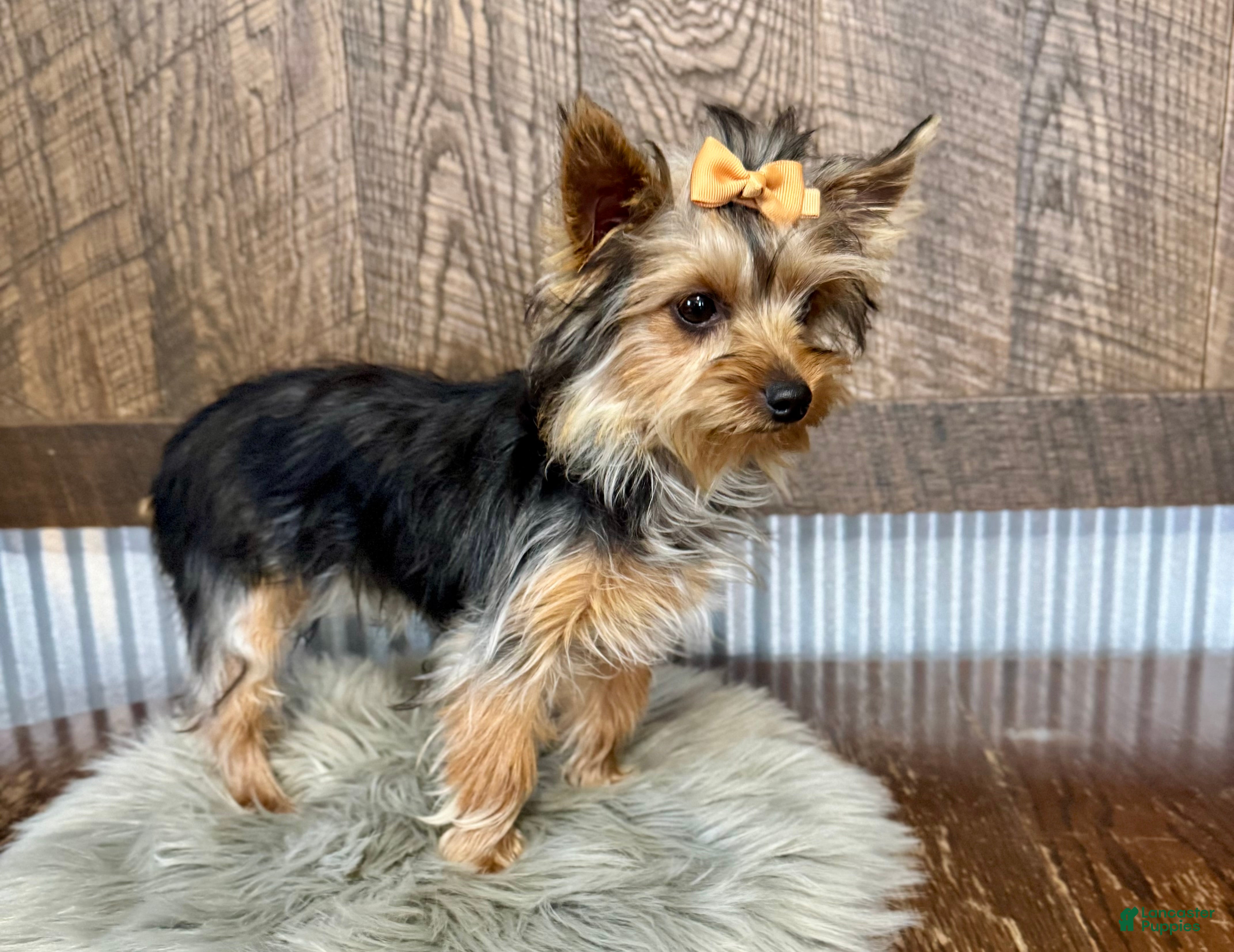 Yorkshire Terrier dogs Shania - Ad 1