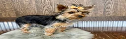 Yorkshire Terrier dogs for sale: Shania - Ad 1
