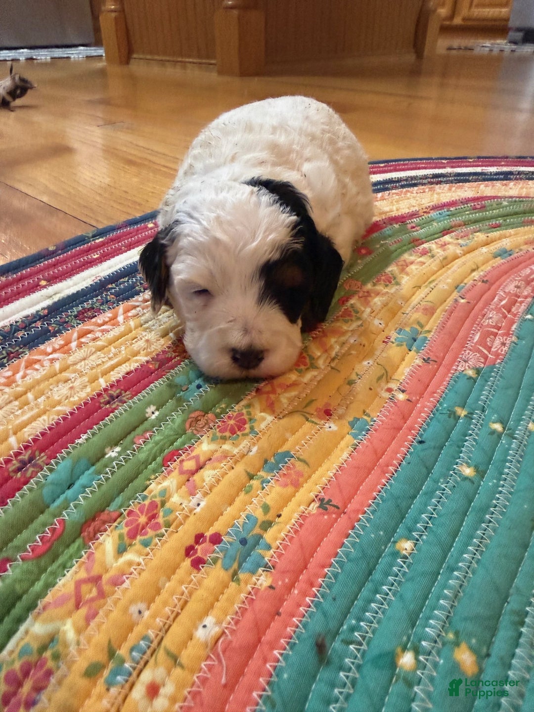 Mini Bernedoodle dogs for sale: Oreo - Ad 6