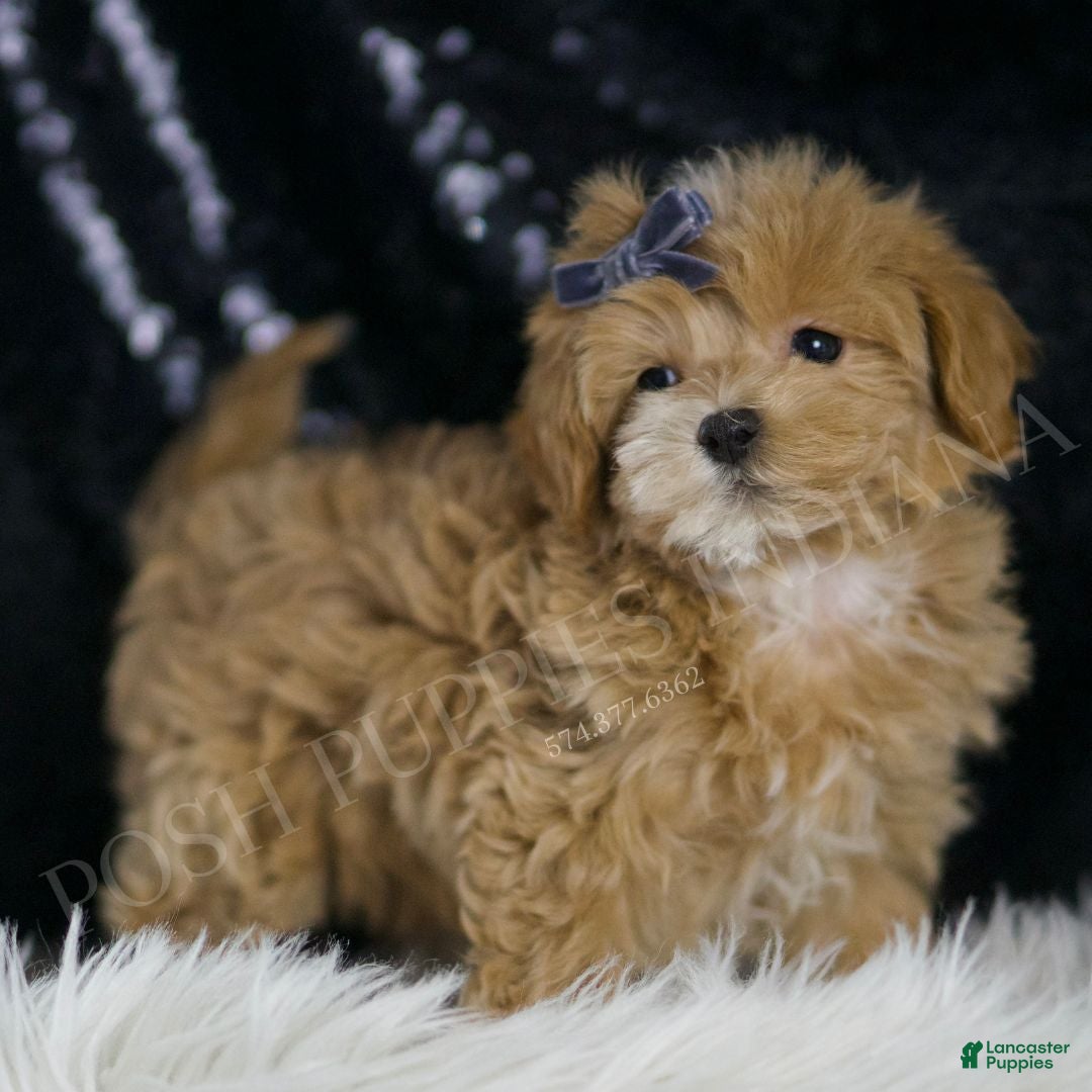 Maltipoo dogs Europe - Ad 1