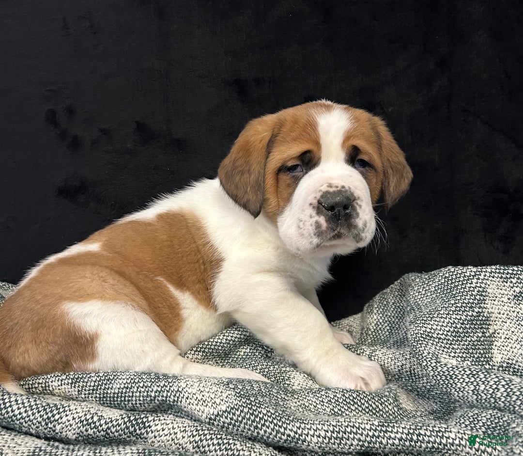 Saint Bernard dogs for sale: Randy - Ad 5