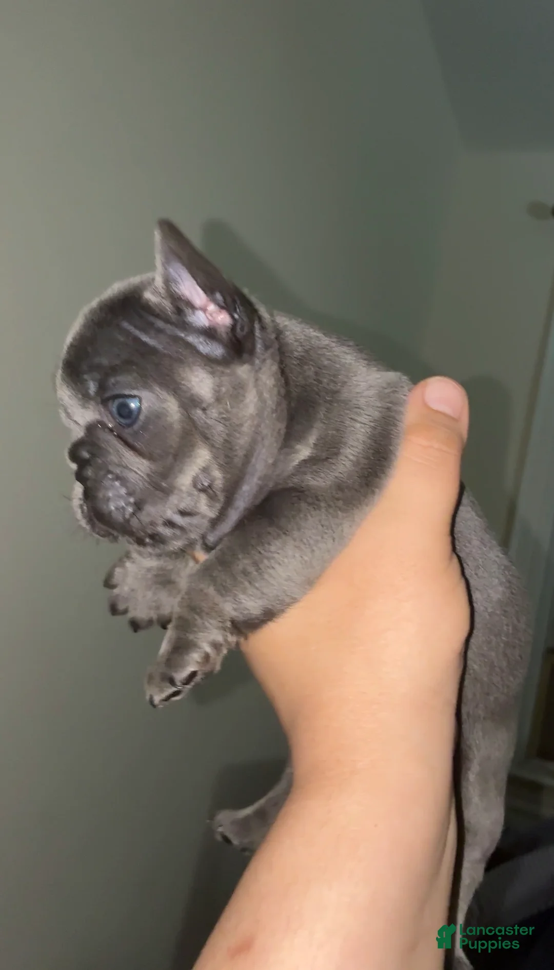 French Bulldog dogs for sale: French Bulldog 1 - Ad 2
