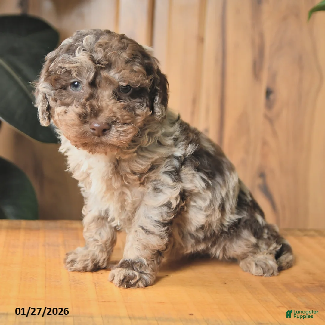 Miniature Poodle dogs for sale: Benji - Ad 2