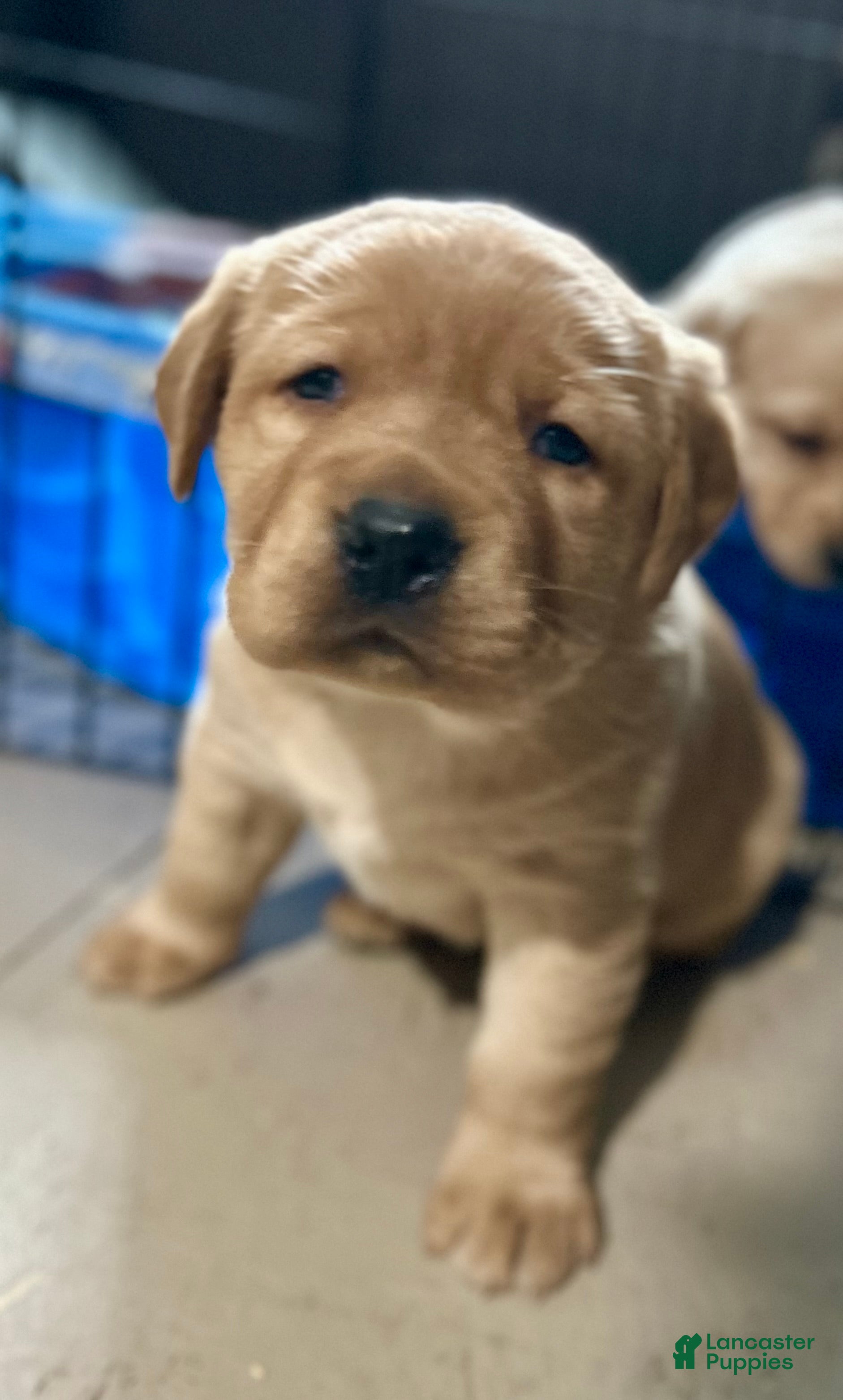 Labrador Retriever dogs Red  - Ad 1