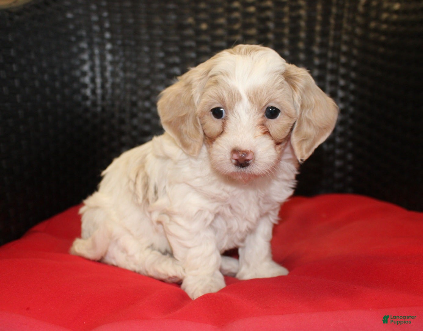 Mini Goldendoodle dogs Ruby - Ad 1