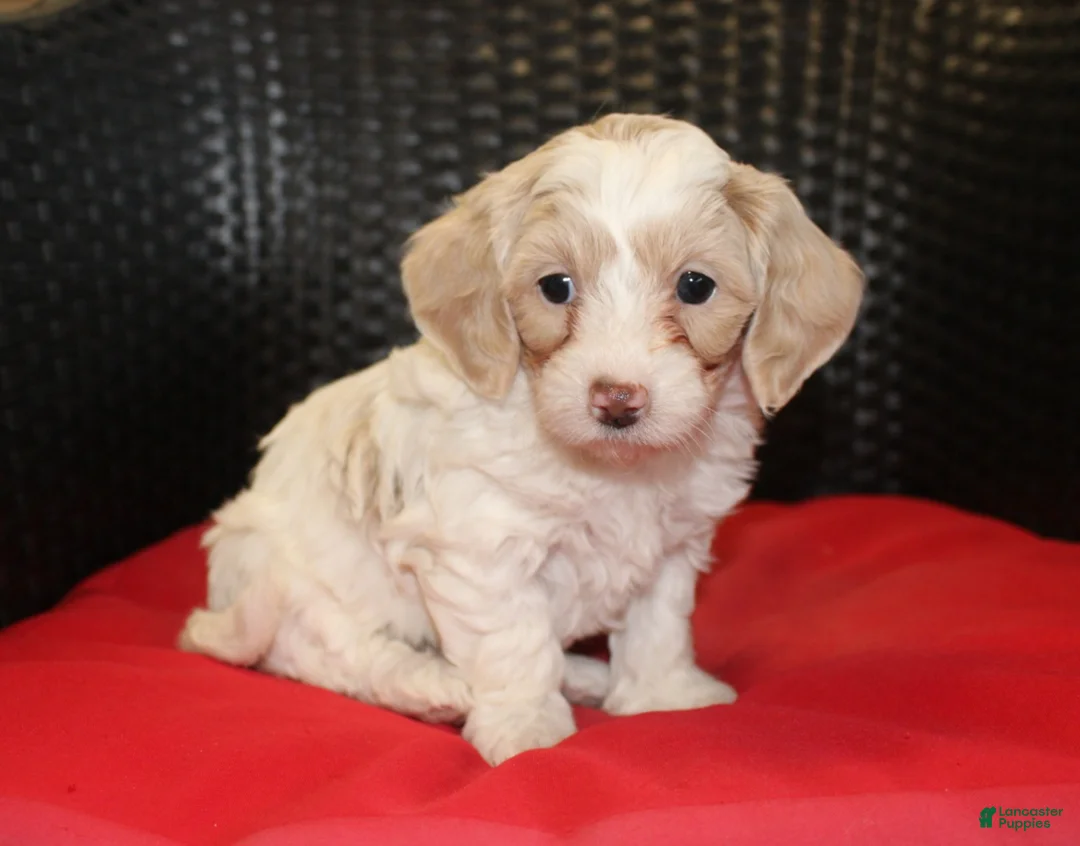 Mini Goldendoodle dogs for sale: Ruby - Ad 1