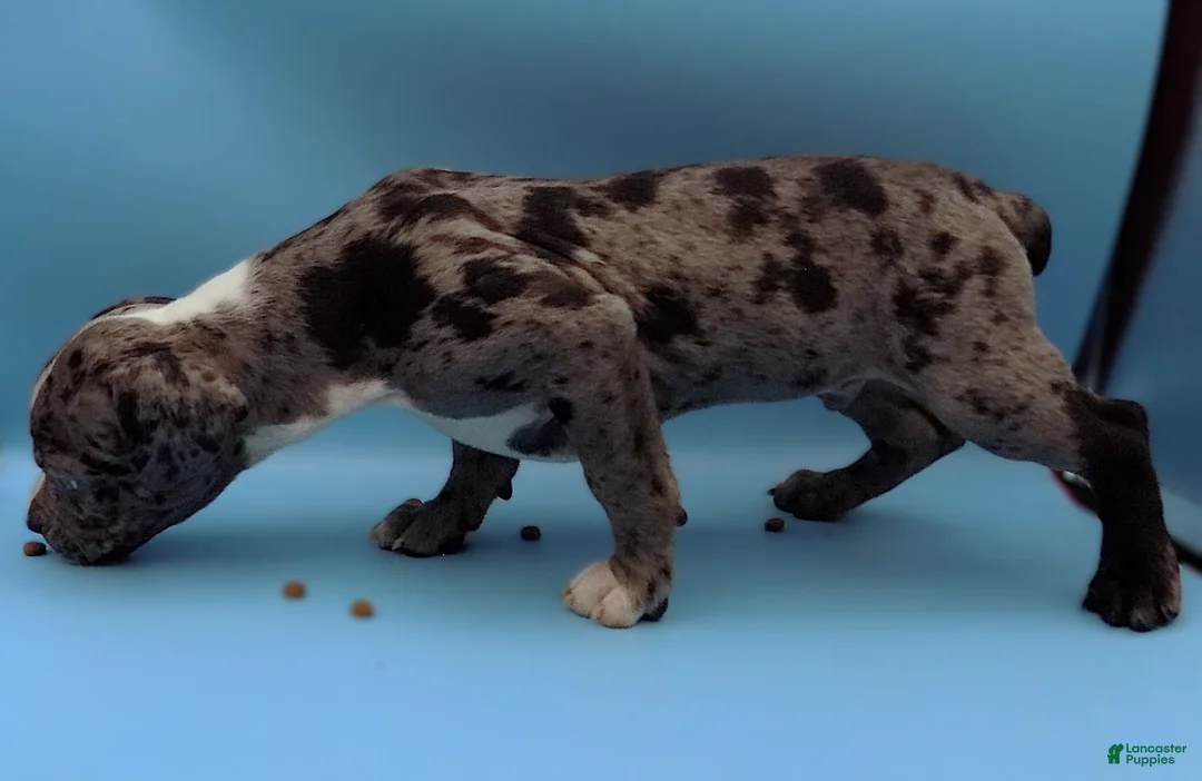 Mixed Breed dogs for sale: Boots - Ad 3