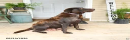 Labrador Retriever dogs for sale: Kory - Ad 6