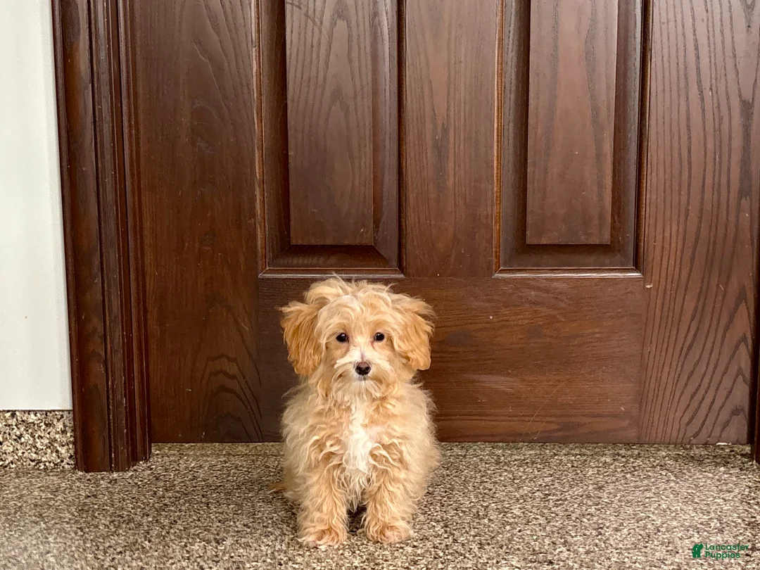 Maltipoo dogs for sale: Maltipoo Male Puppy 2 - Ad 3