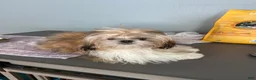 Shih Tzu dogs for sale: Shih Tzu 1 - Ad 1
