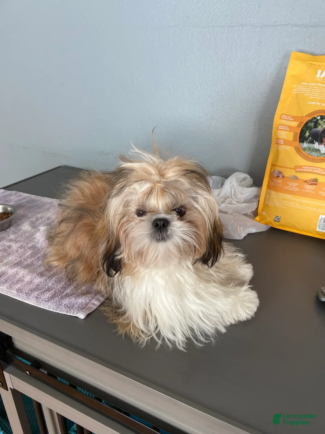Shih Tzu dogs for sale: Shih Tzu 1 - Ad 1