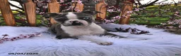 Boston Terrier dogs for sale: Brooklyn - Ad 12