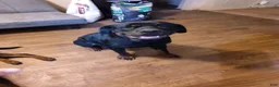 Rottweiler dogs for sale: Rottweiler 3 - Ad 4