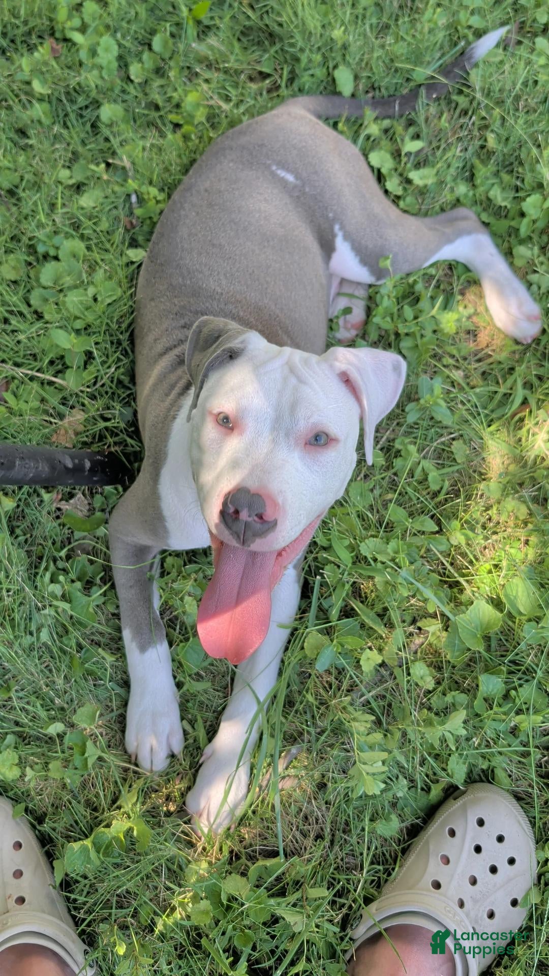 American Bully dogs American Bully 1 - Ad 23