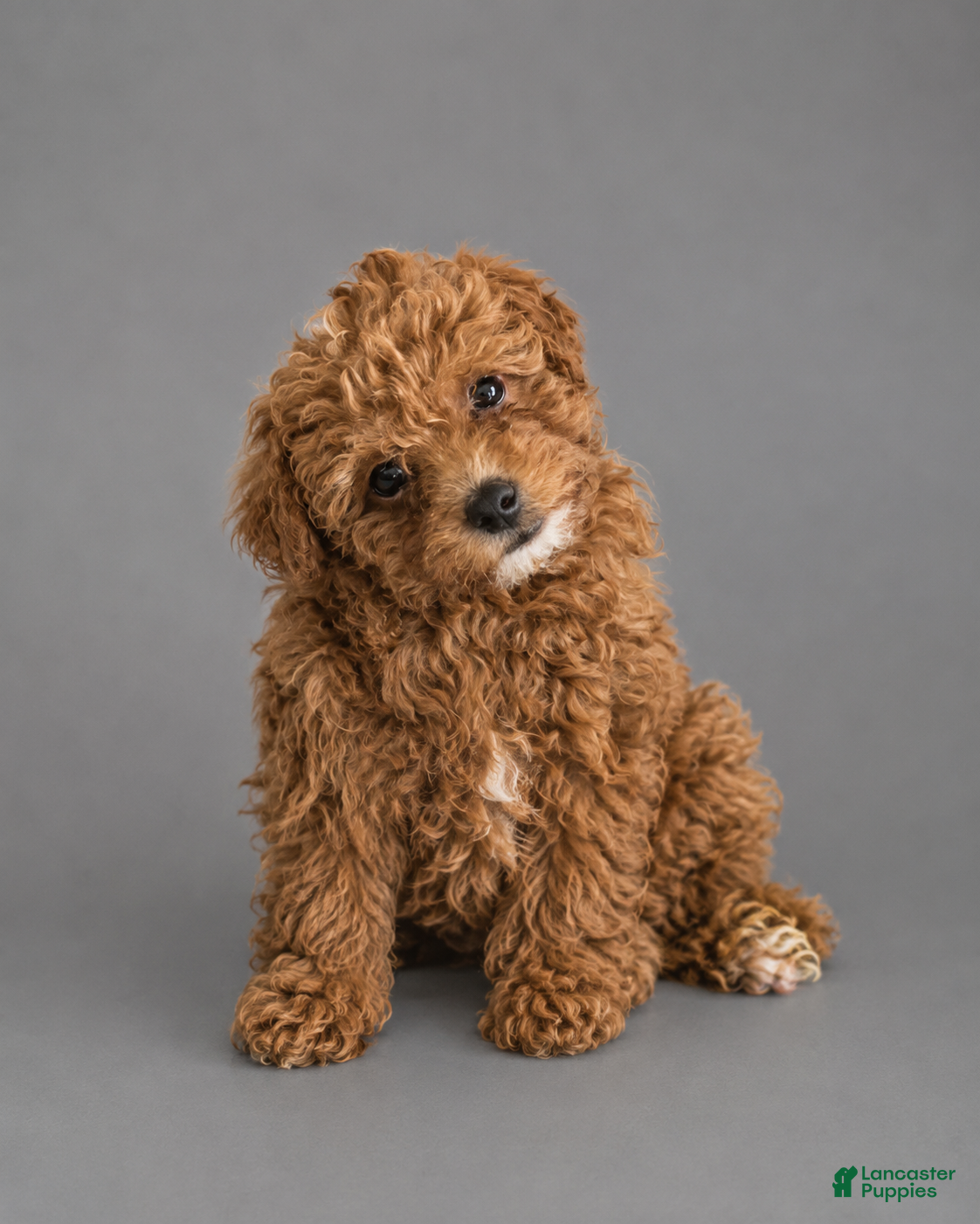 Toy Poodle dogs Cinnamon  - Ad 32