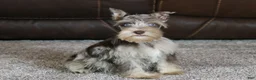 Miniature Schnauzer dogs for sale: Gunner - Ad 3