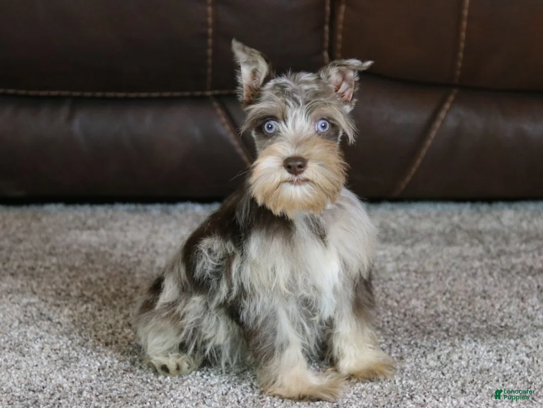 Miniature Schnauzer dogs for sale: Gunner - Ad 3