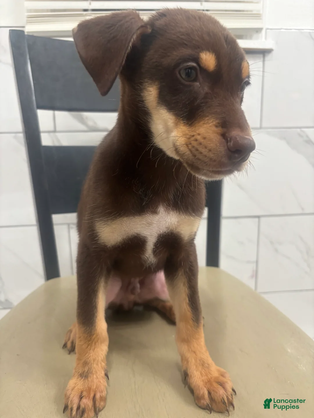Mixed Breed dogs for sale: Mixed Breed Puppy 3 - Ad 1